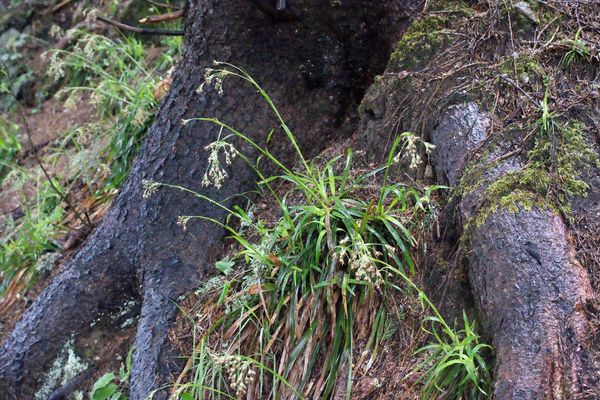Great wood-rush