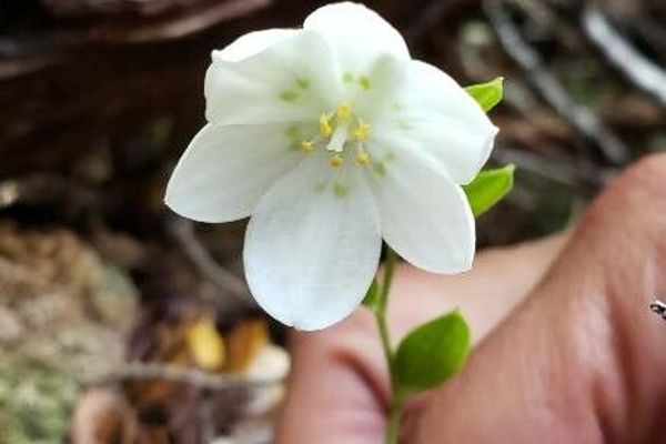Luzuriaga parviflora