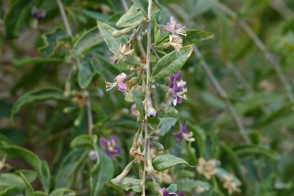 Chinese boxthorn