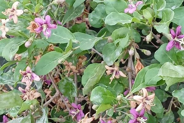Chinese boxthorn