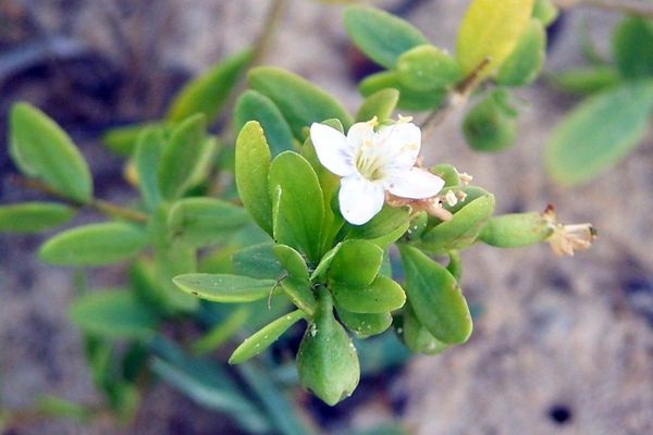 African boxthorn