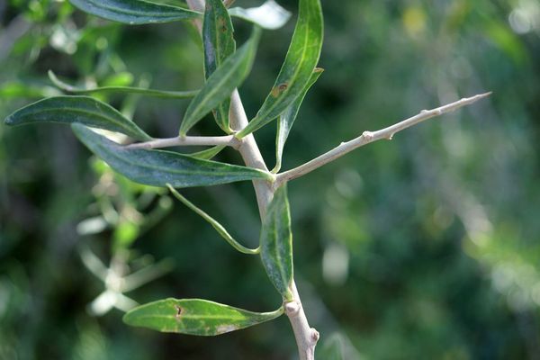 Schweinfurth's tea-tree