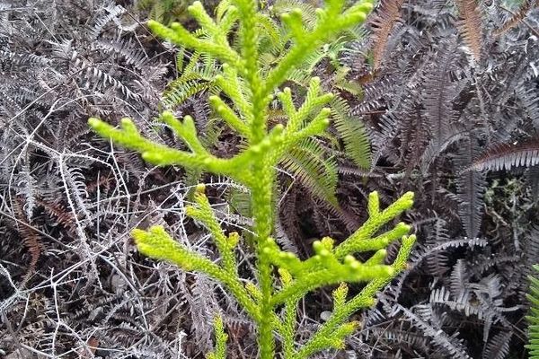 Staghorn clubmoss