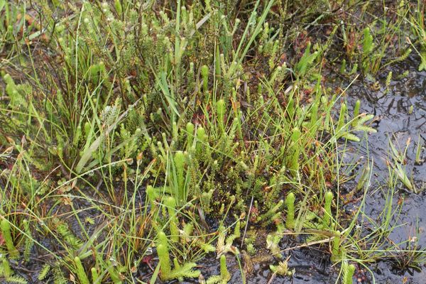 Marsh club-moss