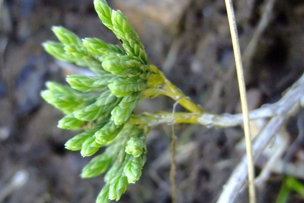 Alpine clubmoss