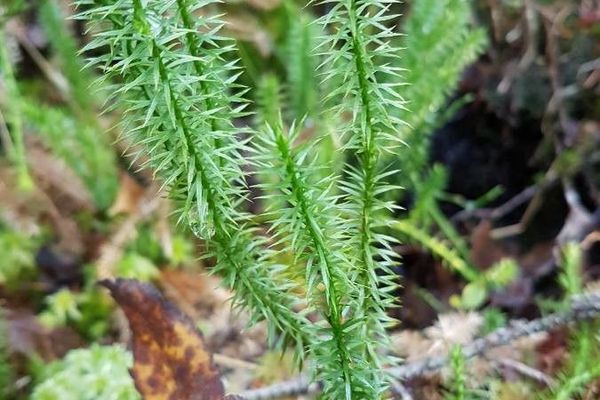 Stiff clubmoss