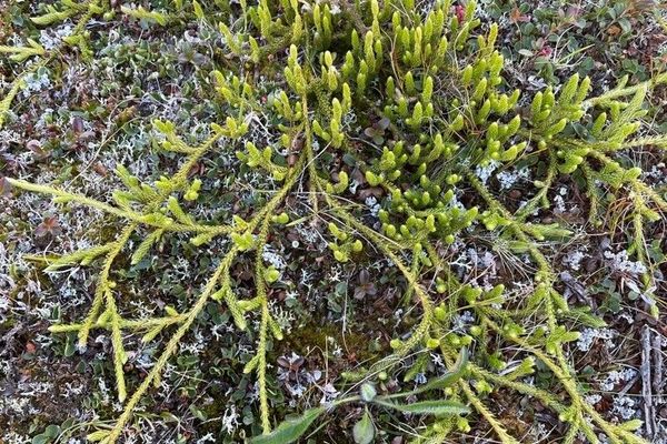 One-cone clubmoss