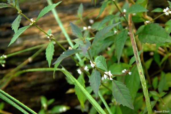 Northern bugleweed