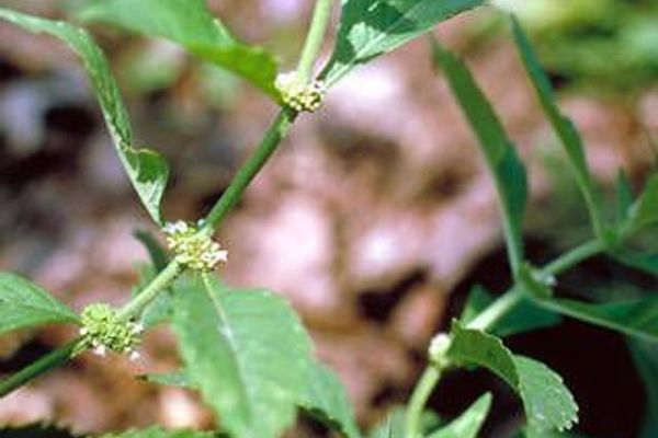 Water horehound
