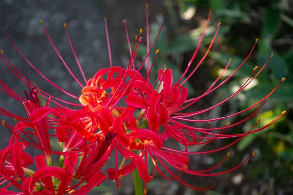 Red spider lily