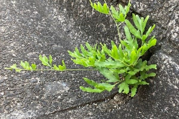 Japanese climbing fern
