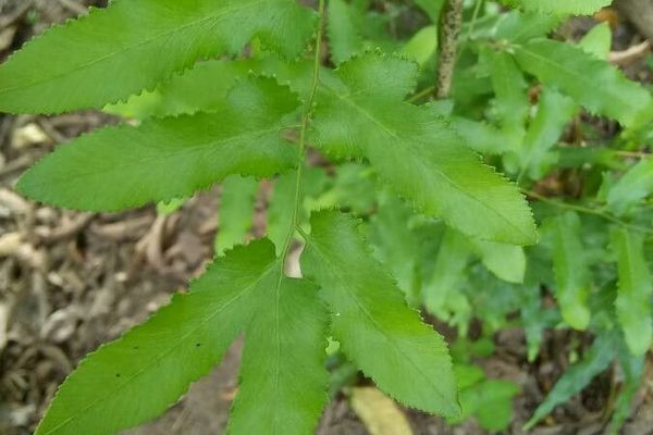 Climbing-maidenhair fern