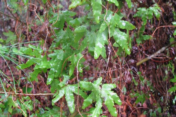 American climbing fern