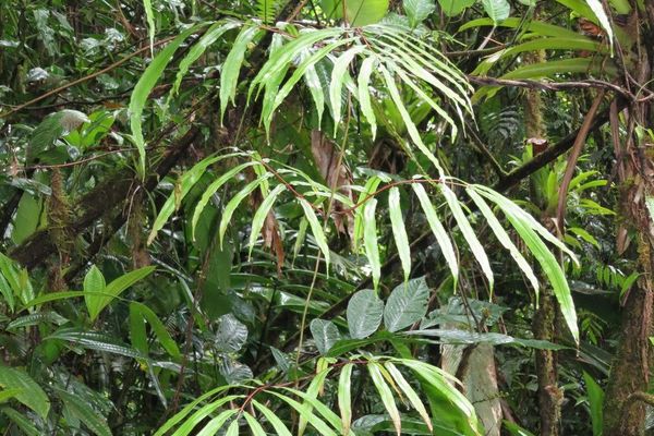 Monarch climbing fern
