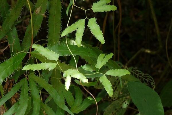 Lygodium volubile