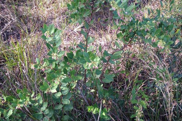 Fetterbush