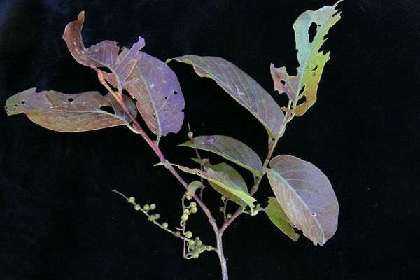 Lyonia ovalifolia