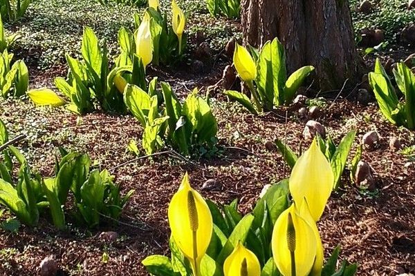 Western skunk cabbage