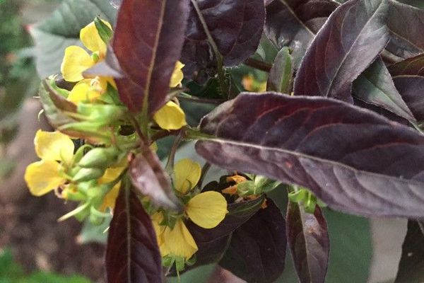 Fringed loosestrife