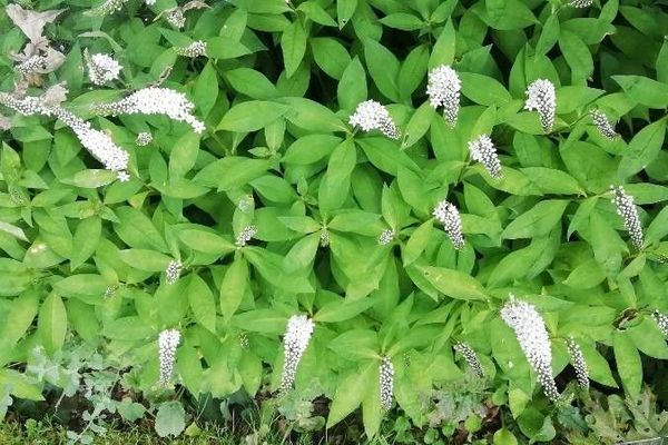 Gooseneck loosestrife