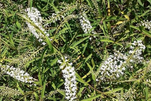 Milky loosestrife