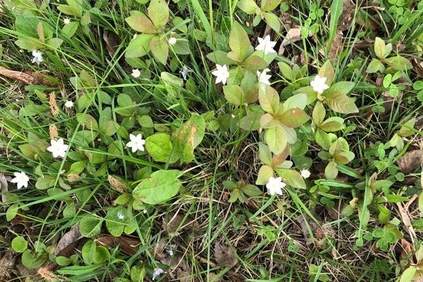 European starflower