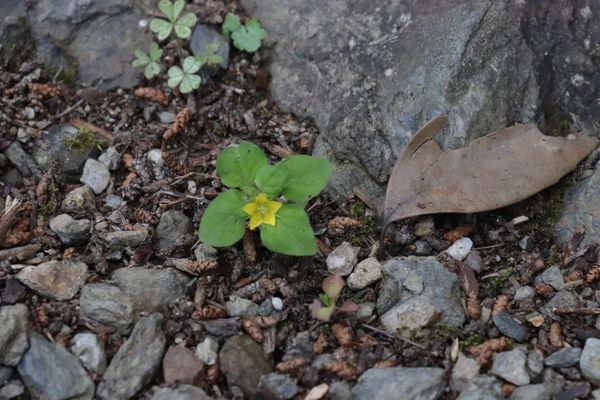 Japanese yellow loosestrife