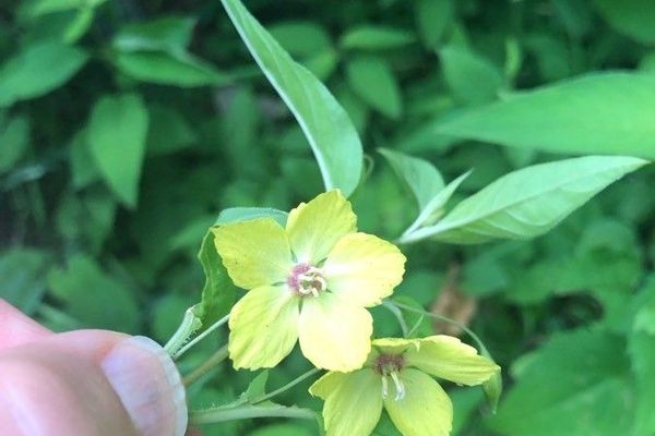 Lanceleaf loosestrife