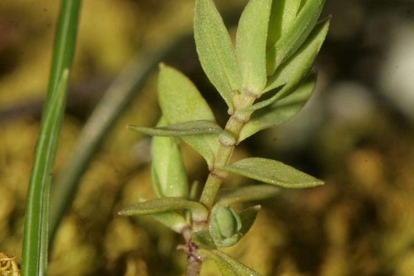 Star flax