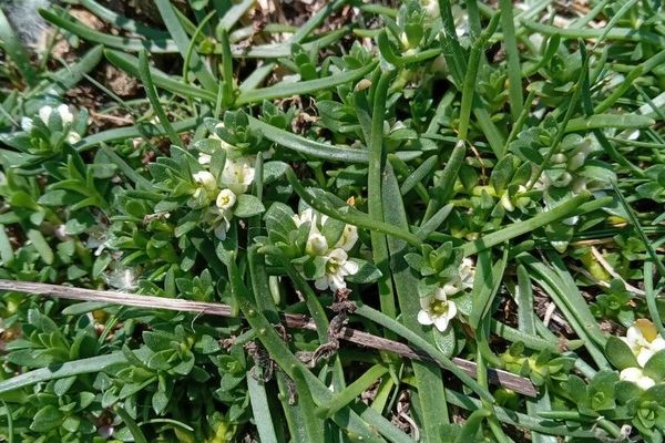 Black saltwort
