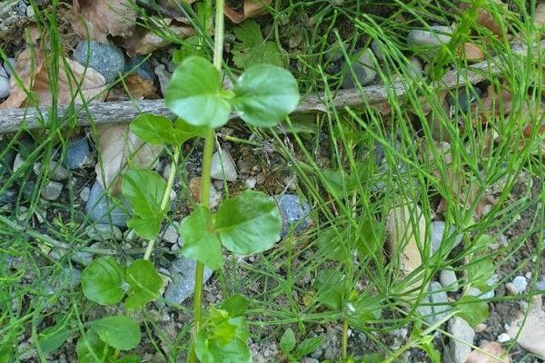 Yellow pimpernel