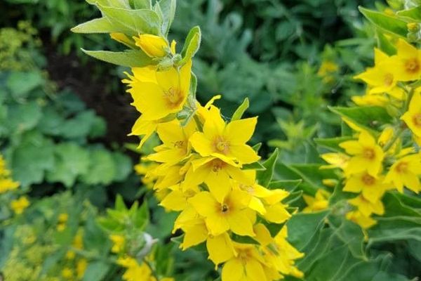 Large loosestrife