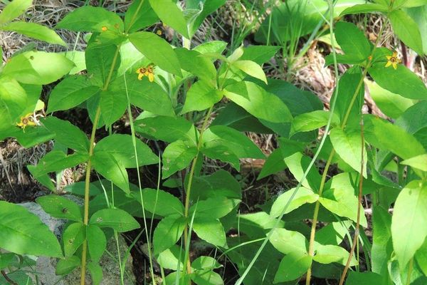Whorled loosestrife