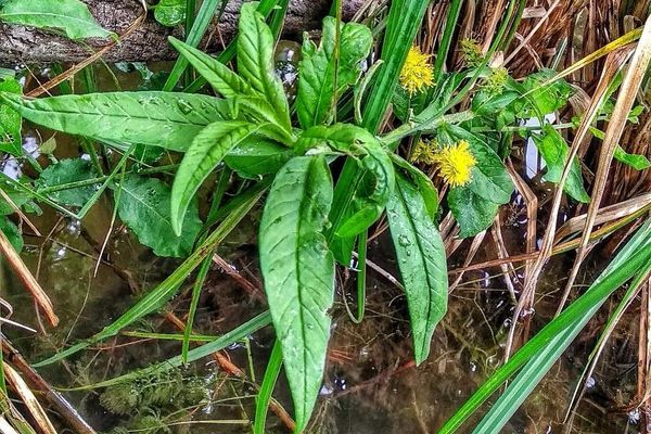 Tufted loosestrife