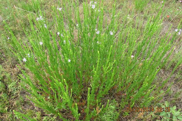 Angled purple loosestrife