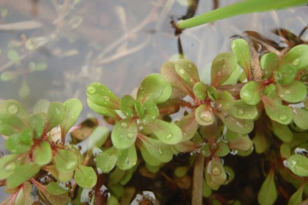 Spatulaleaf loosestrife