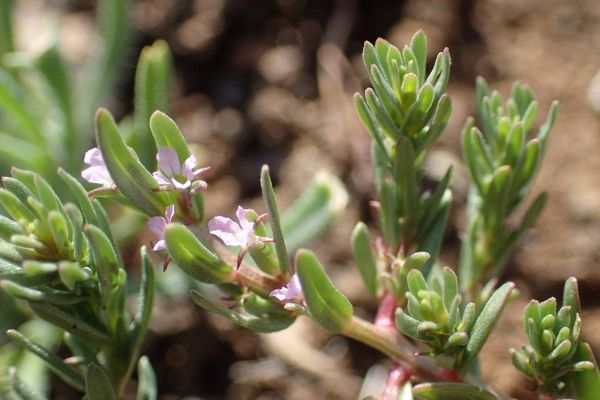 Thymeleaf loosestrife