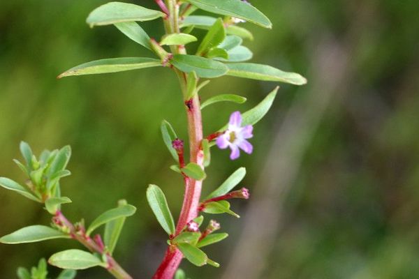 Threebract loosestrife