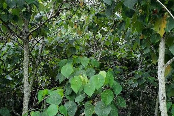 Parasol leaf tree