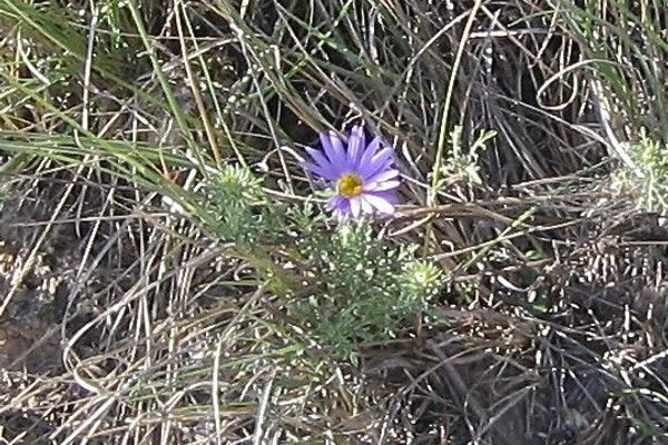Tansy-aster
