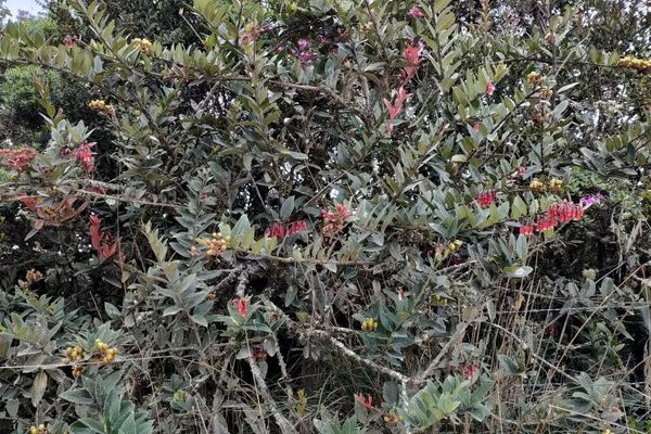 Macleania rupestris