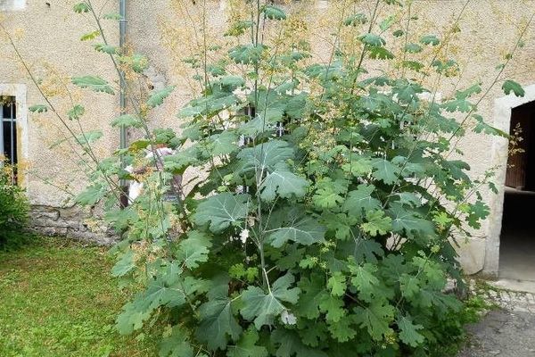 Plume poppy