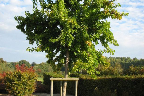 Osage orange