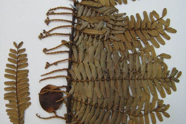 Macrolobium acaciifolium
