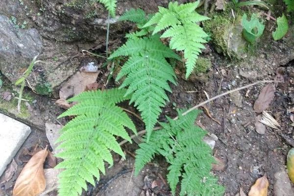Swordfern