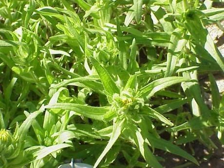 Madia-oil-plant