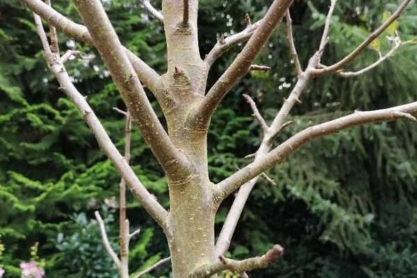 Cucumber-tree