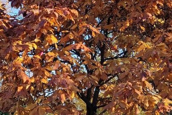 Big-leaf magnolia