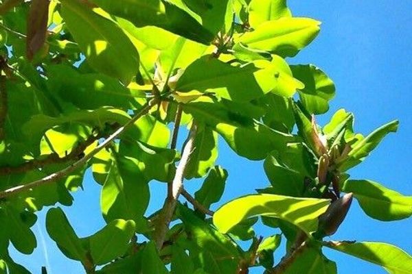 Swamp-laurel