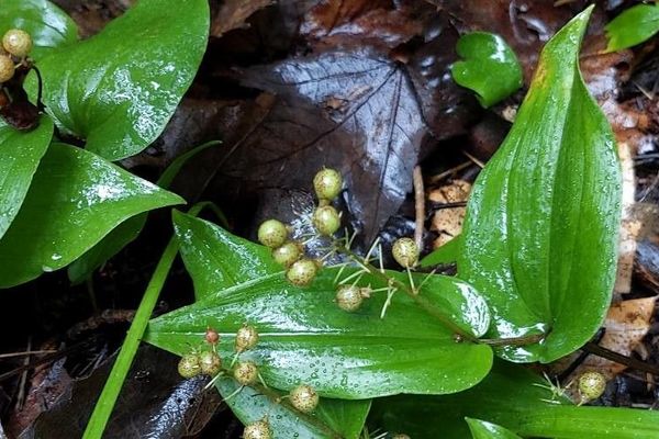 Canadian may-lily